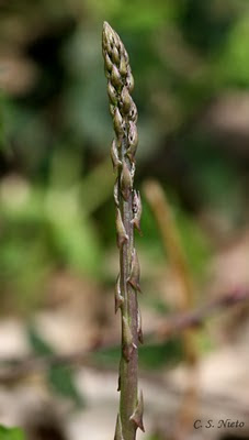 asparagus acutifolius